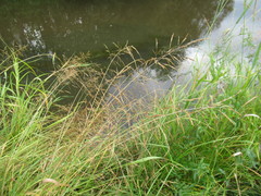Glyceria spiculosa