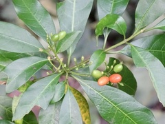 Rauvolfia verticillata