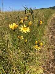 Hololeion maximowiczii