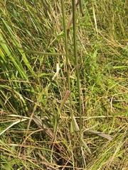 Hololeion maximowiczii