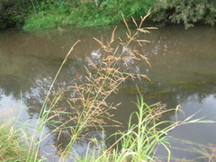 Glyceria spiculosa
