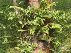 Agathis dammara