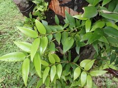 Agathis dammara
