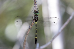 Phyllomacromia contumax