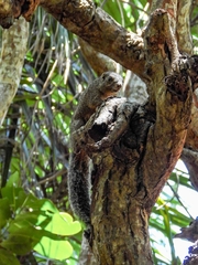 Heliosciurus undulatus