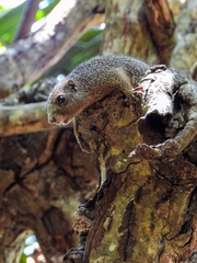 Heliosciurus undulatus