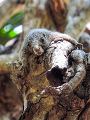 Heliosciurus undulatus