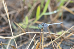 Orthetrum robustum