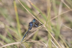 Orthetrum icteromelas