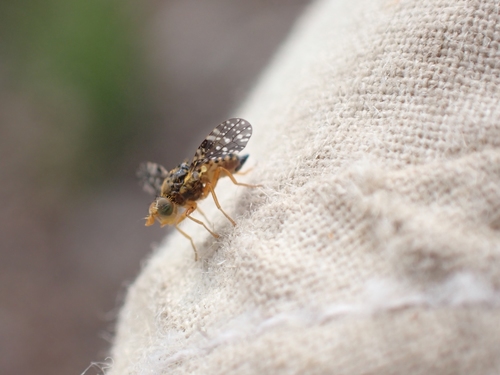 Fruit Fly (Family Drosophilidae) – Field Station