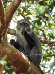 Cercopithecus mitis
