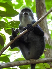 Cercopithecus mitis