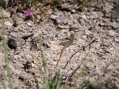 Aspidoscelis stictogrammus