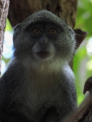 Cercopithecus mitis