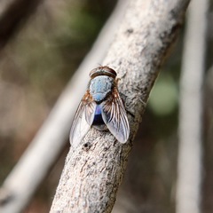 Calliphora dubia