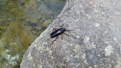 Elateropsis lineatus