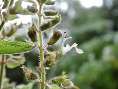 Salvia plebeia