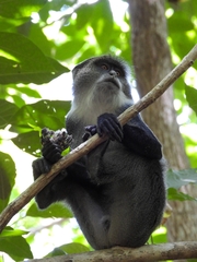 Cercopithecus mitis