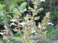 Salvia plebeia