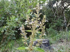 Salvia plebeia