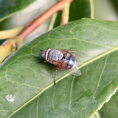 Calliphora dubia