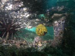 Cleidopus gloriamaris