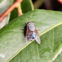 Calliphora dubia