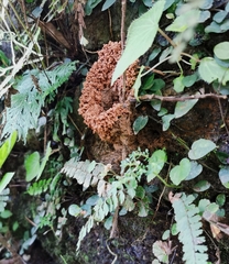 Harpegnathos venator