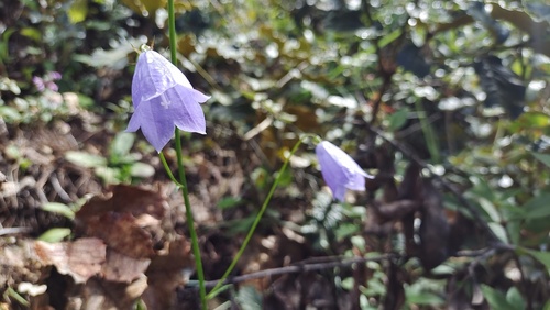 Adenophora coelestis
