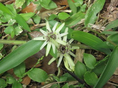 Passiflora sexflora