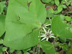 Passiflora sexflora