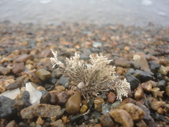 Corallina pilulifera