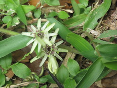 Passiflora sexflora