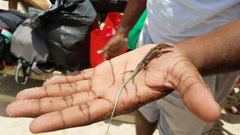 Pholidoscelis dorsalis