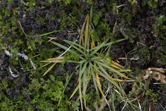 Aciphylla squarrosa squarrosa