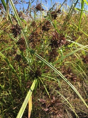 Cyperus orthostachyus