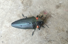 Belionota prasina