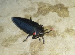 Belionota prasina