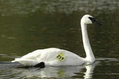 Trumpeter Swan photo 5
