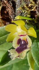 Gastrochilus retrocallus