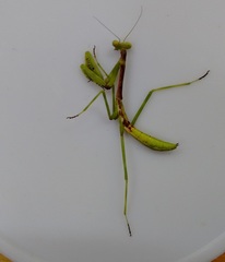 Stagmomantis domingensis
