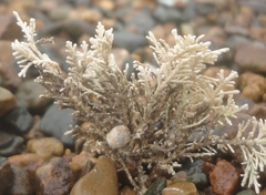 Corallina pilulifera