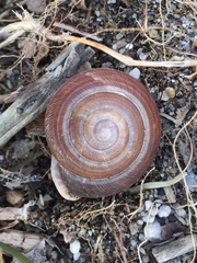 Webbhelix multilineata