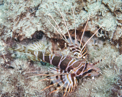 Pterois sphex