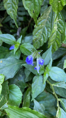 Rungia taiwanensis