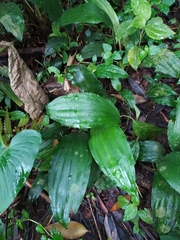 Plocoglottis