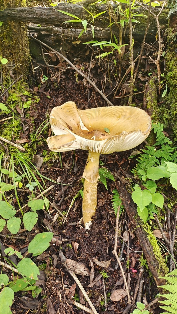 Ochraceous Slender Caesar