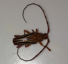 Oxymerus aculeatus lebasi