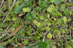 Leptinella squalida squalida