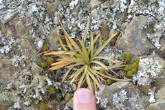 Aciphylla squarrosa squarrosa